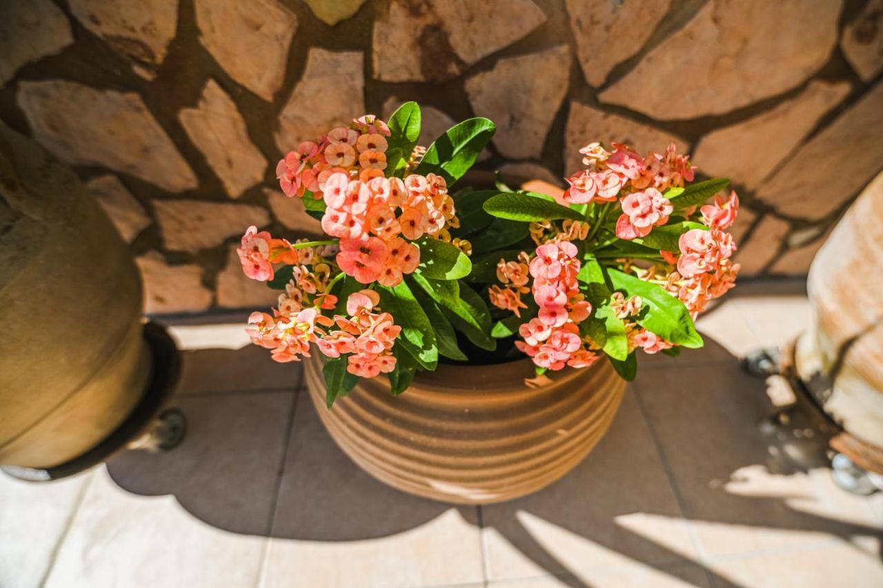 Вилла Aloe Chania Crete Георгиуполис